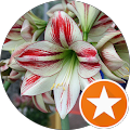 Amaryllis B. Amaryllis B.