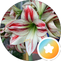 Amaryllis B.